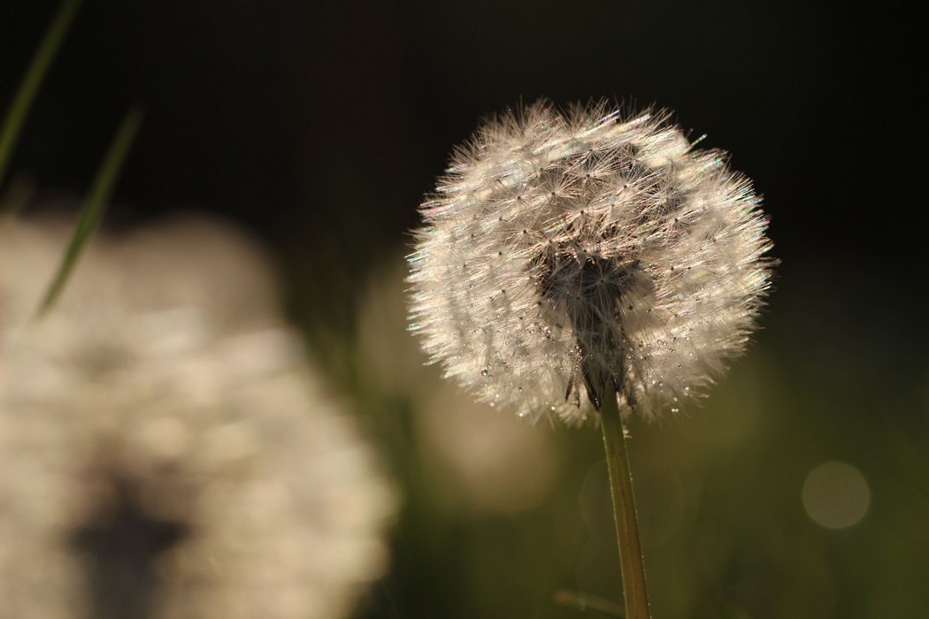 Pusteblume