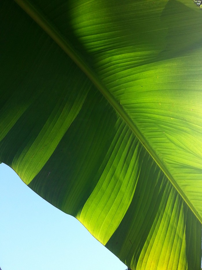 Bananenblatt